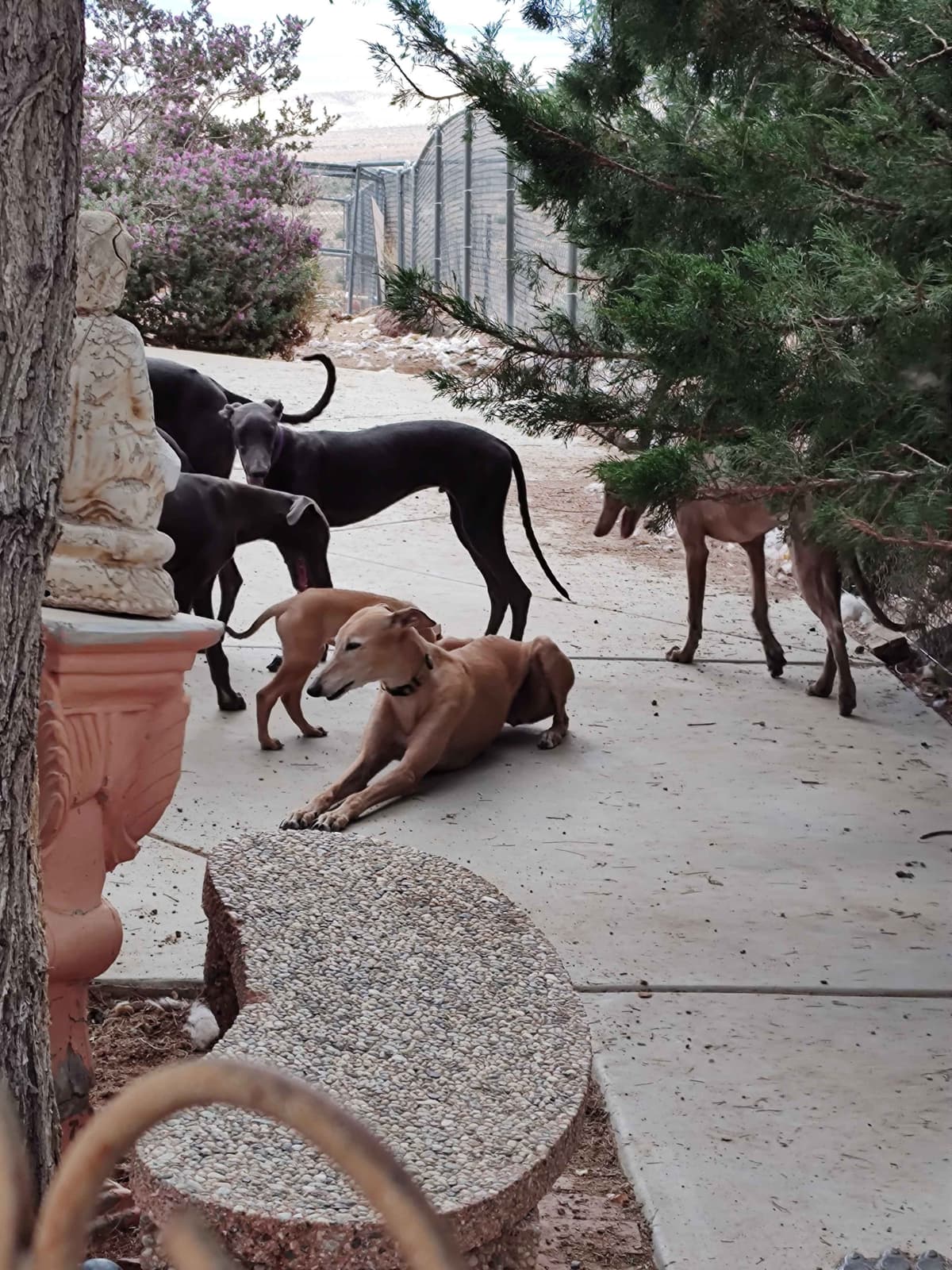 Greyhound Puppies breeder image 12