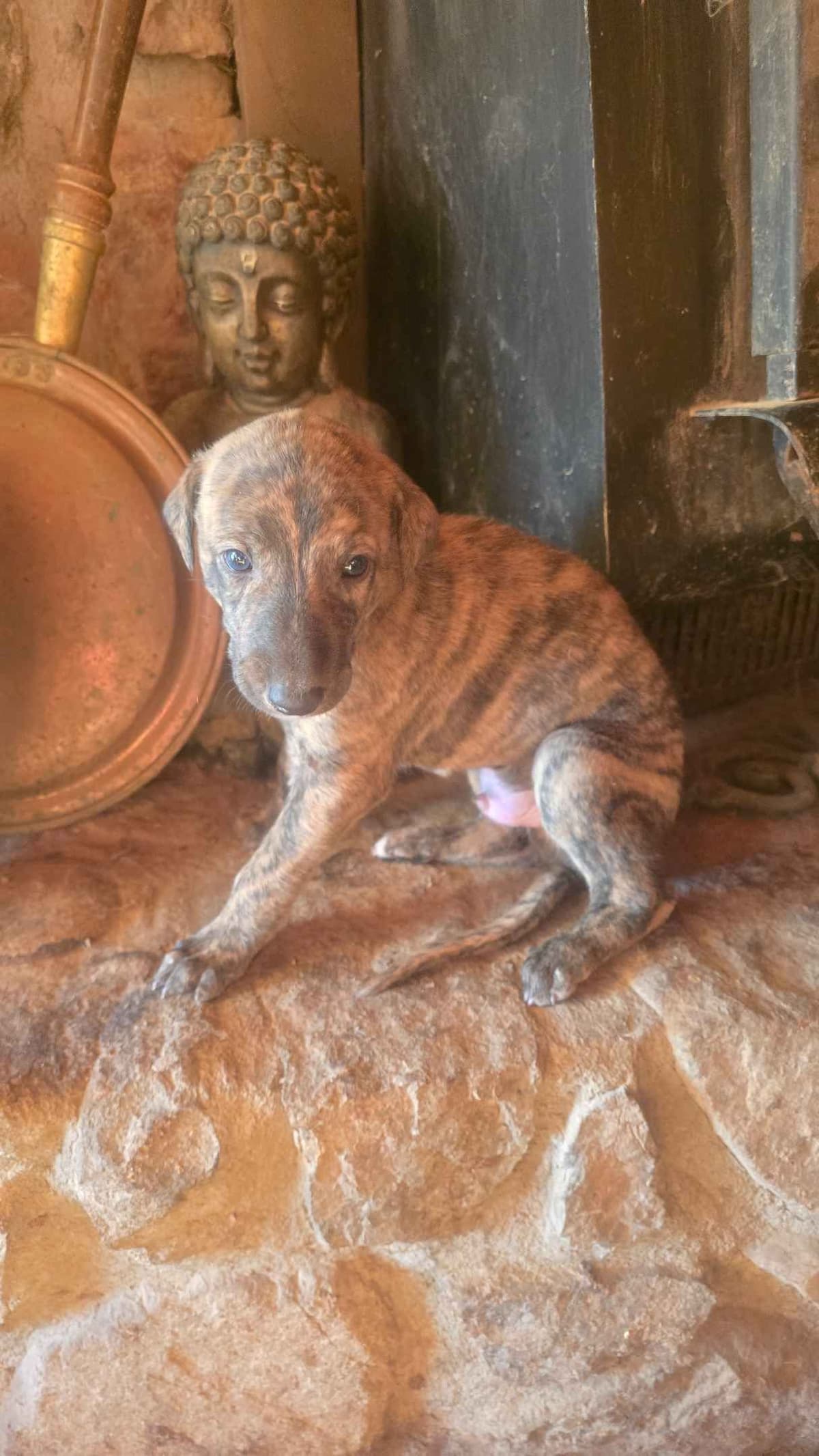 Greyhound Puppies breeder image 14