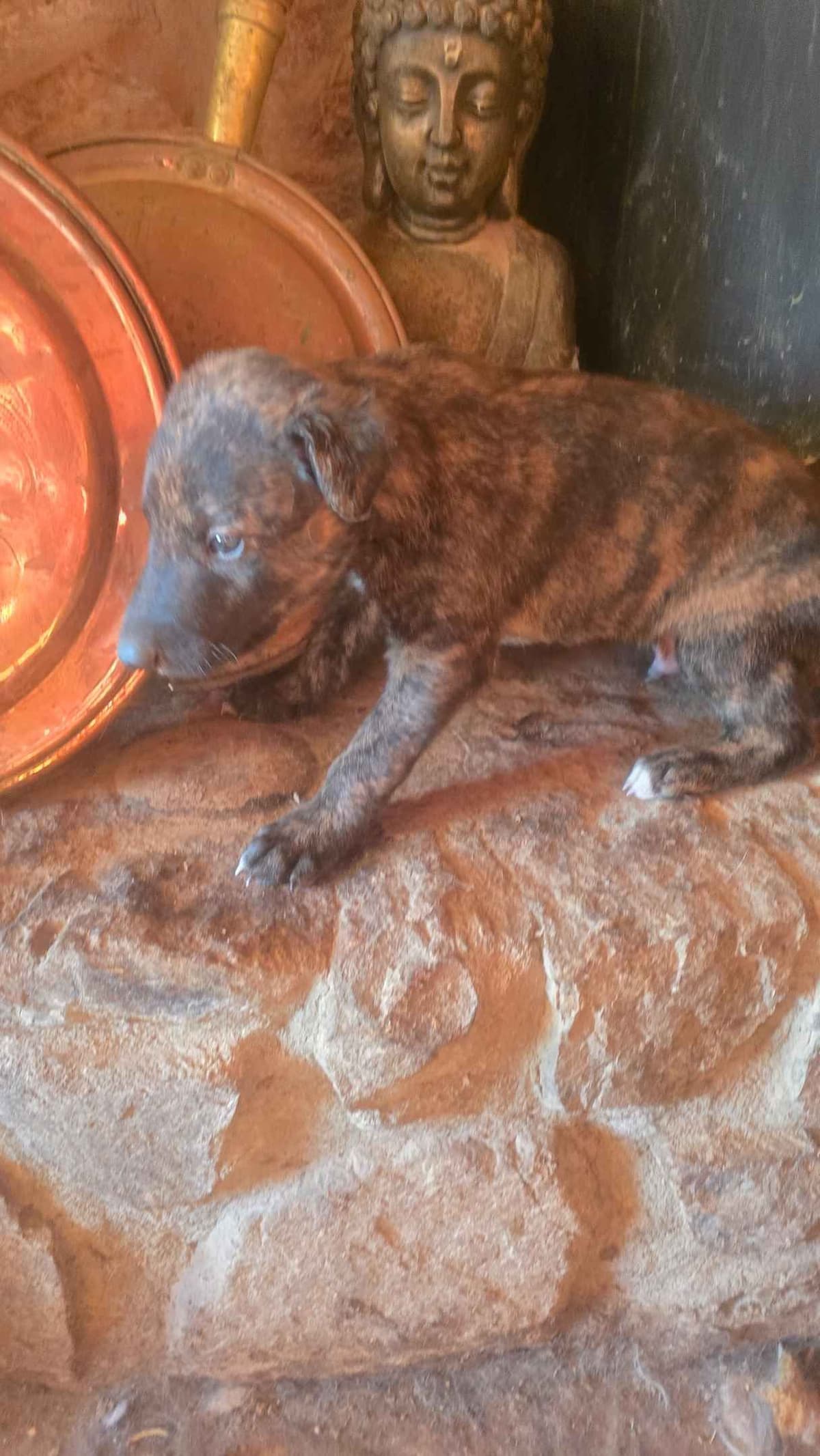 Greyhound Puppies breeder image 15