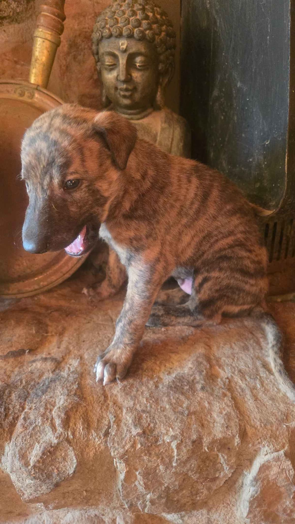 Greyhound Puppies breeder image 16