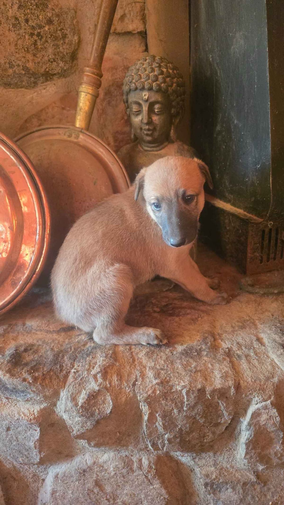 Greyhound Puppies breeder image 17