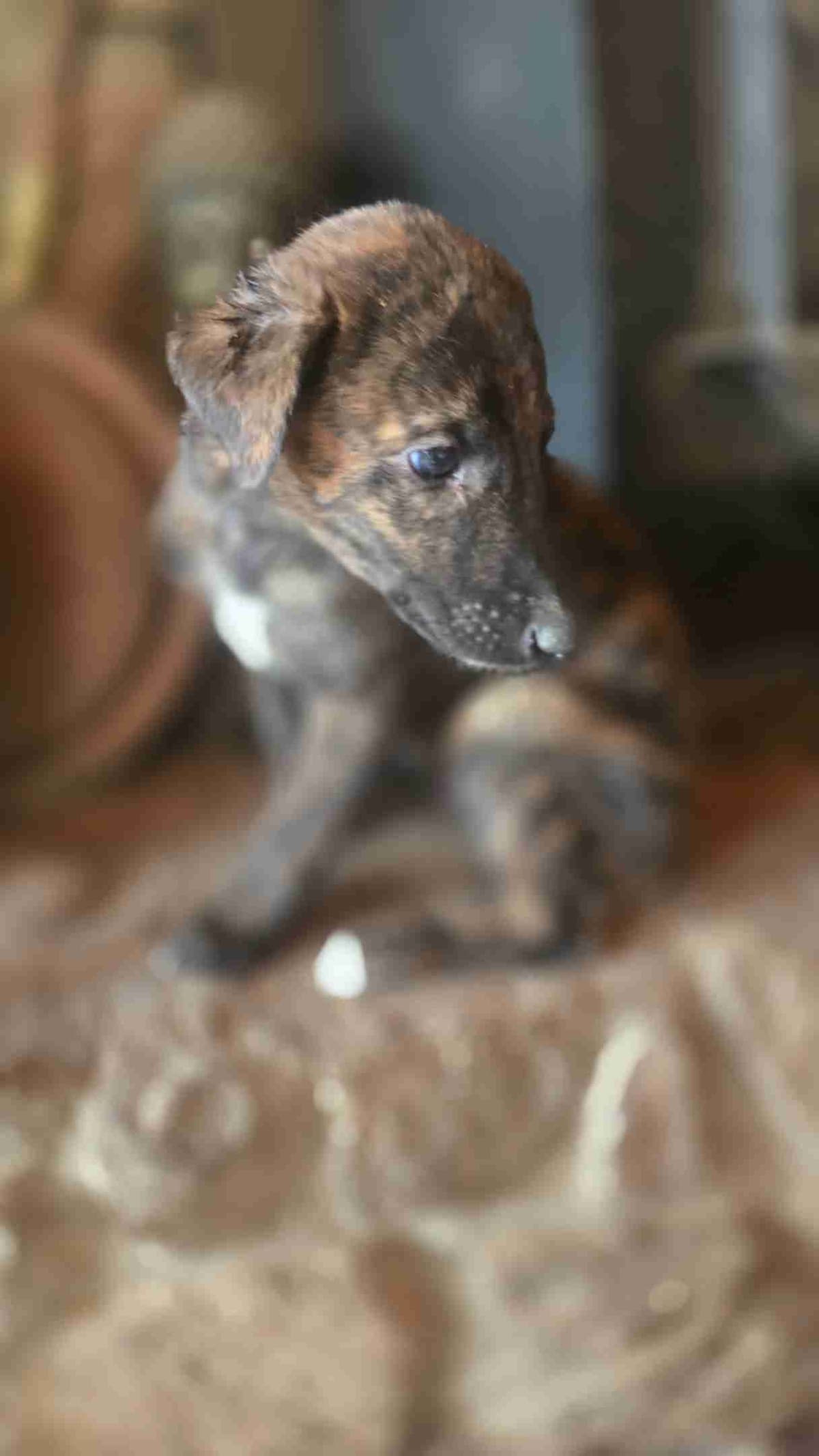 Greyhound Puppies breeder image 18
