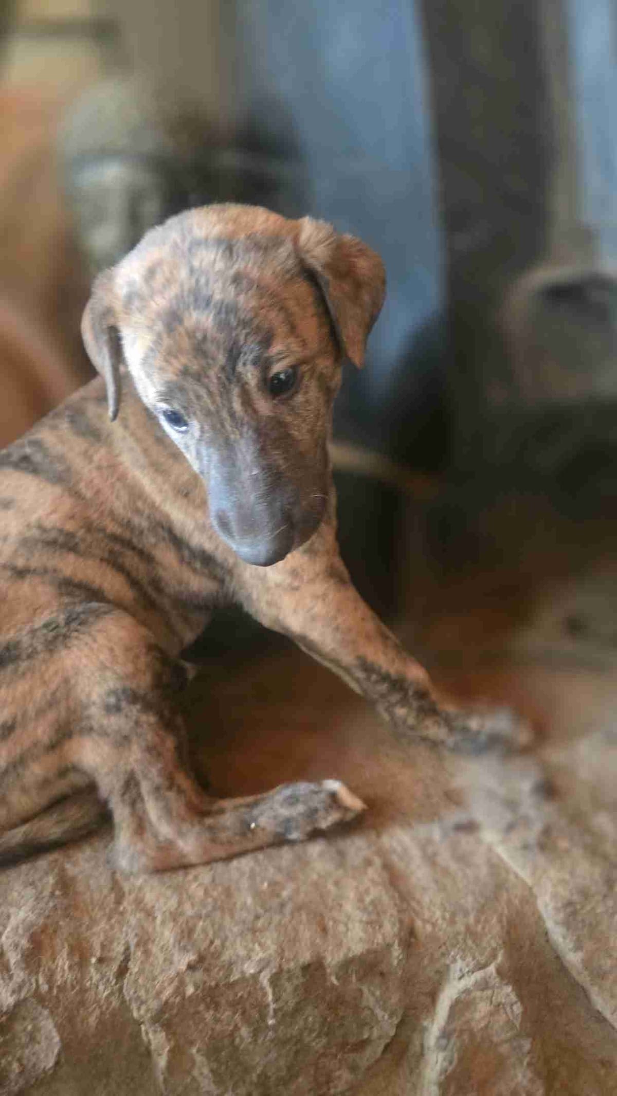 Greyhound Puppies breeder image 20