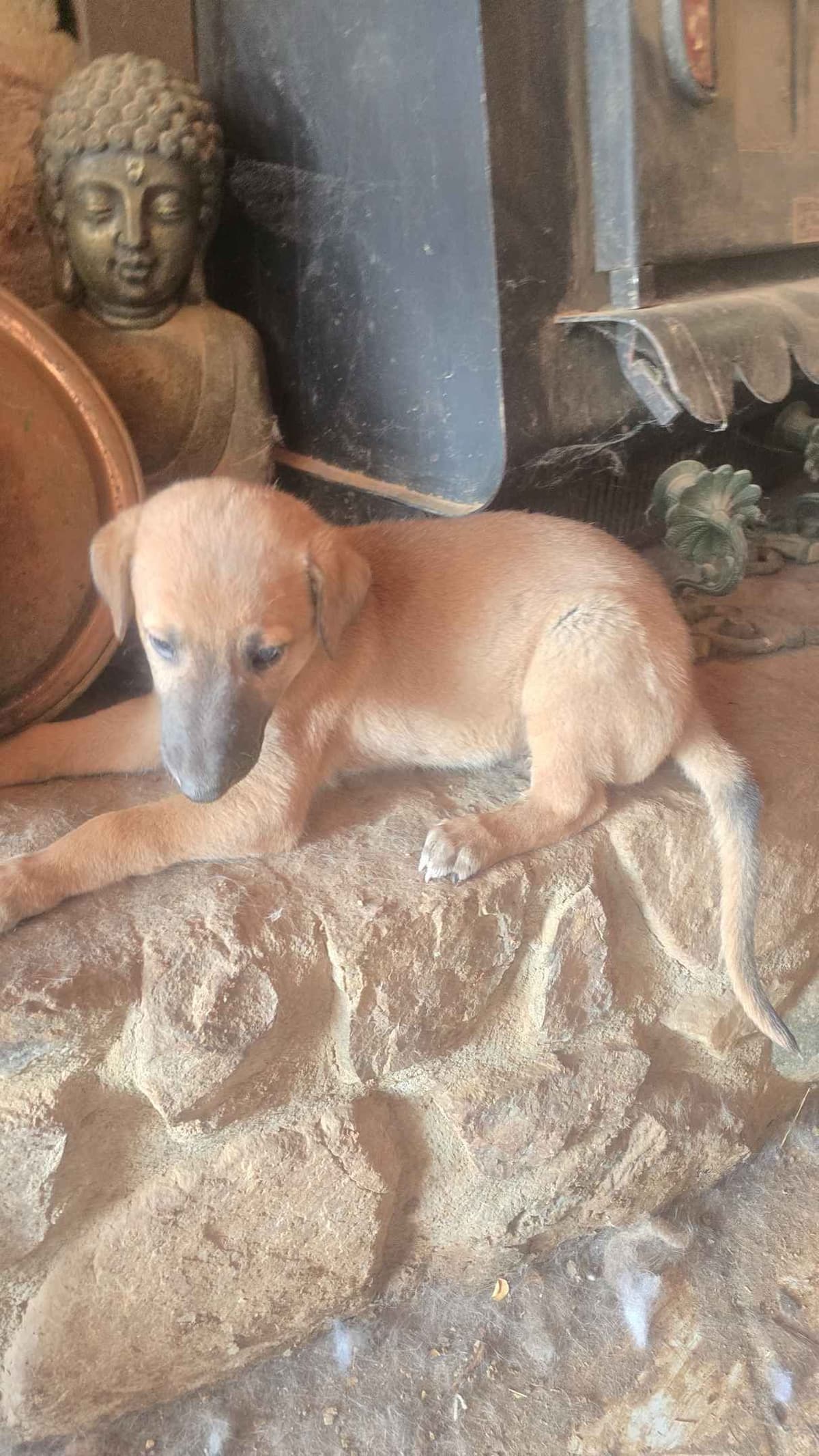 Greyhound Puppies breeder image 19