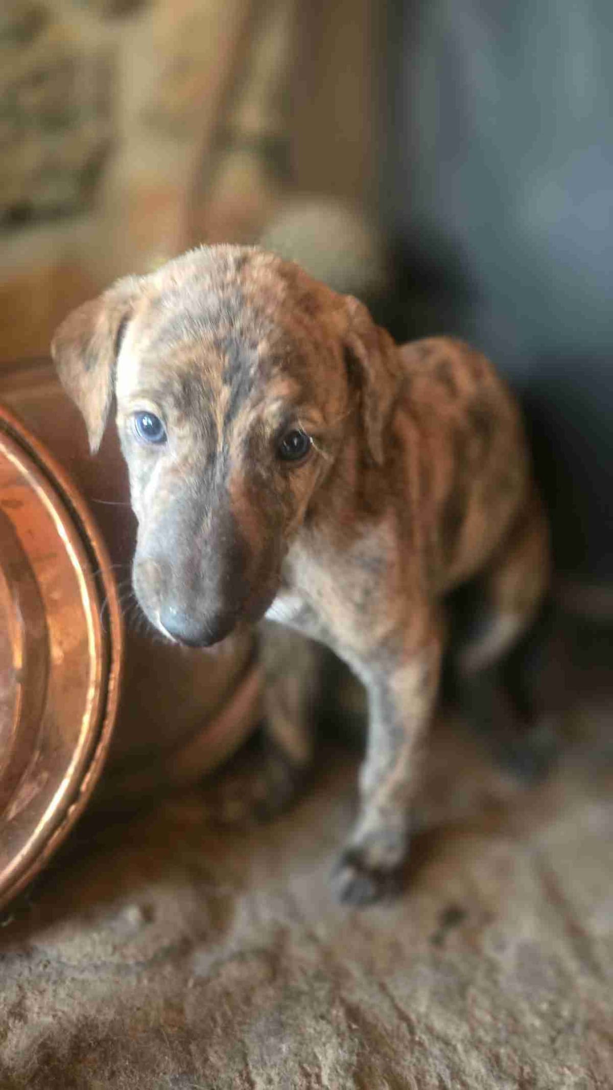 Greyhound Puppies breeder image 21