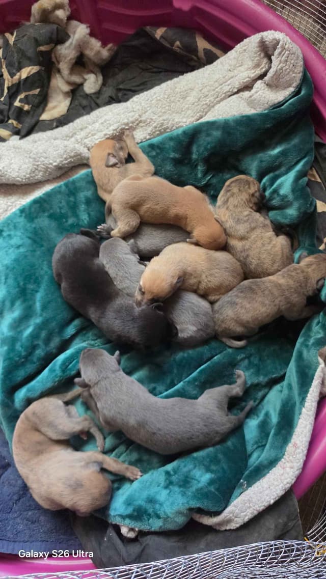 Greyhound Puppies media 2
