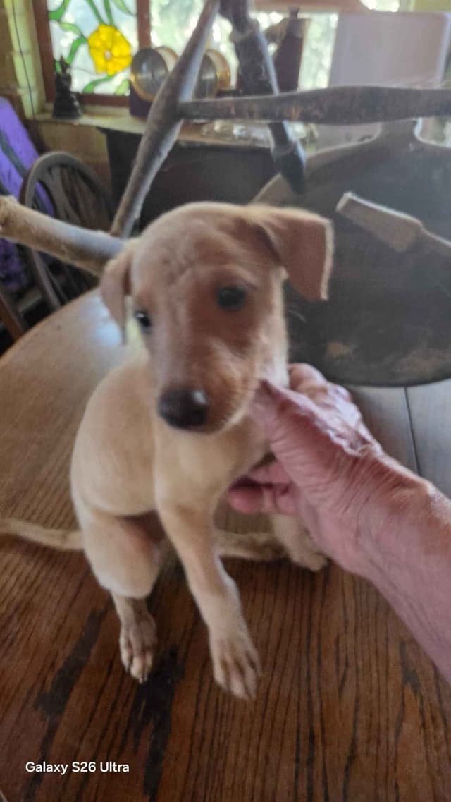Greyhound Puppies media 4