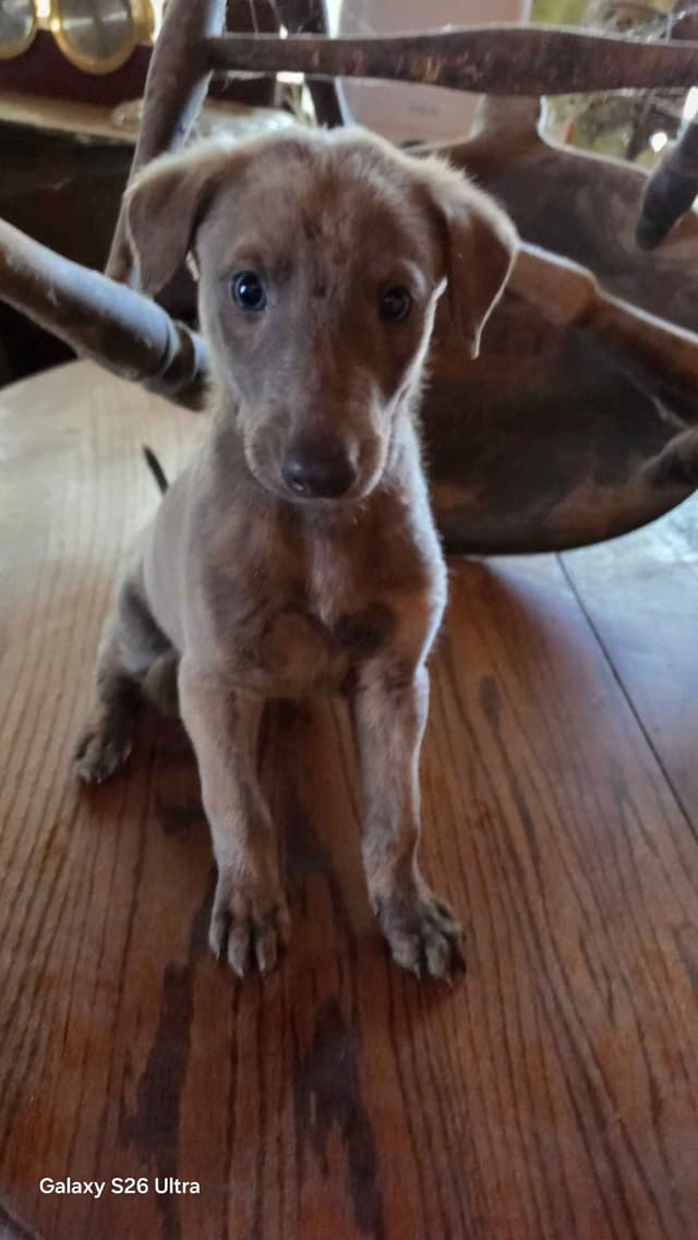 Greyhound Puppies media 5