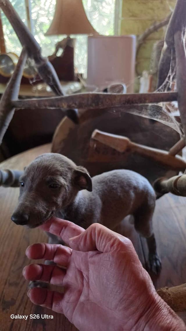 Greyhound Puppies media 7