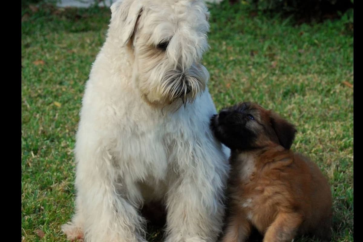 Soft Coated Wheaten Terrier Puppies breeder image 1