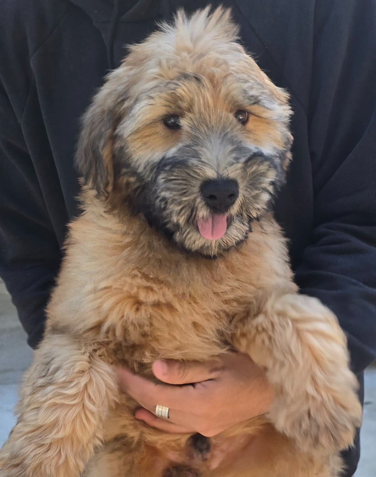 Soft Coated Wheaten Terrier Puppies breeder image 2