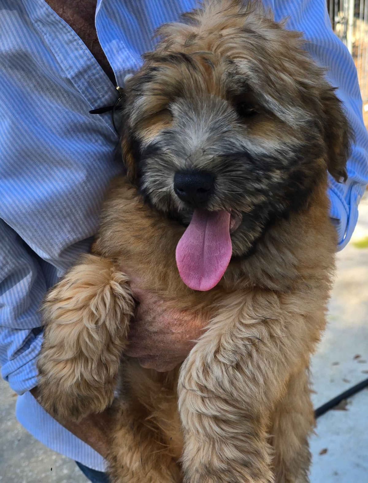 Soft Coated Wheaten Terrier Puppies breeder image 3