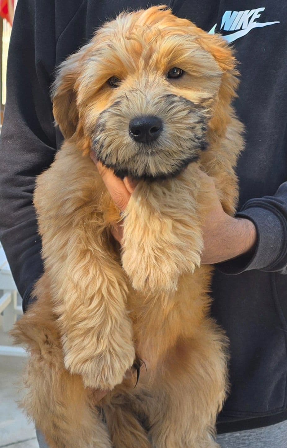 Soft Coated Wheaten Terrier Puppies breeder image 4