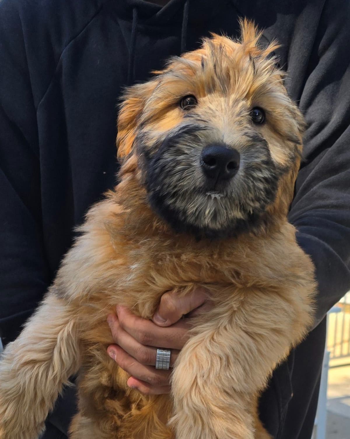 Soft Coated Wheaten Terrier Puppies breeder image 5