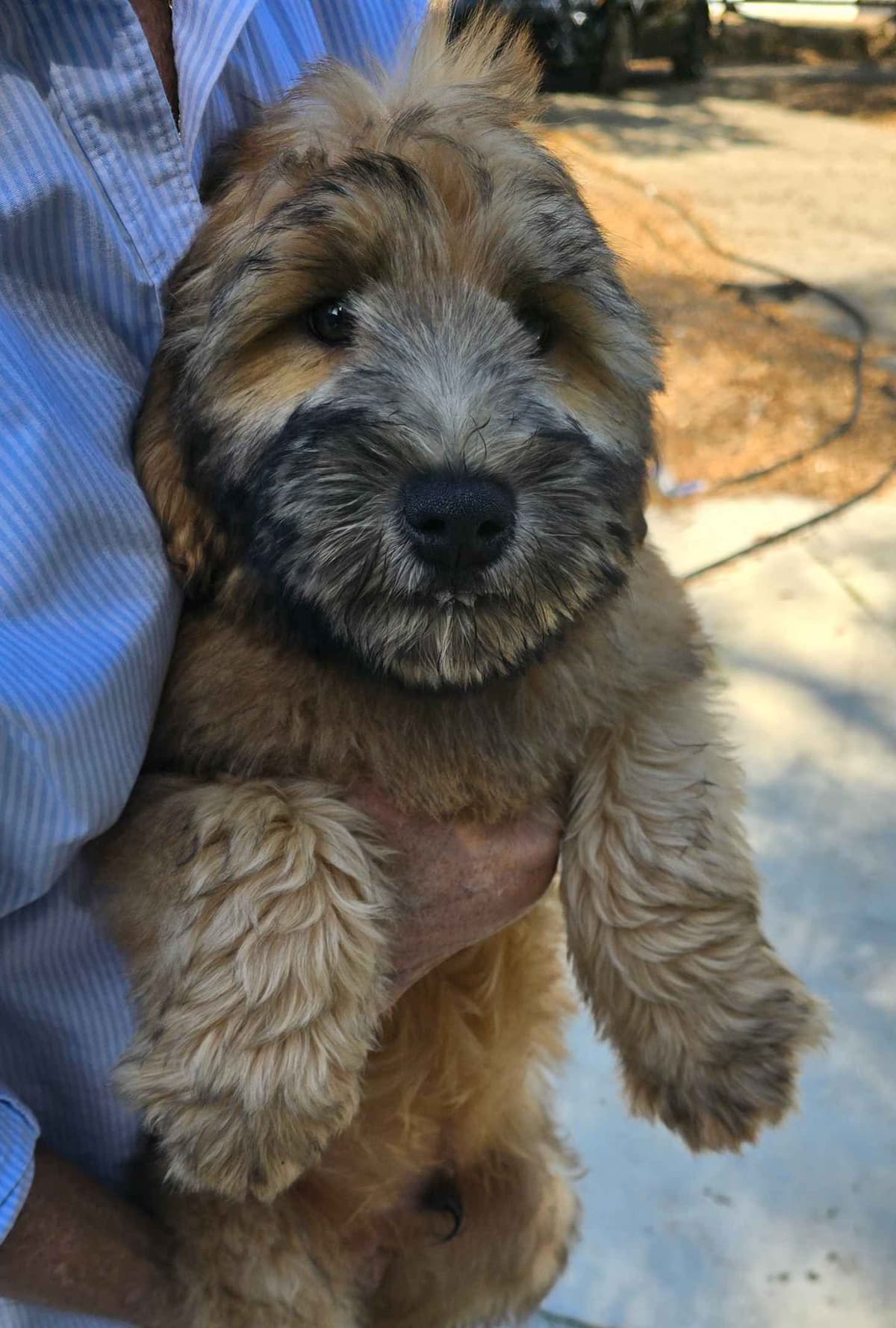 Soft Coated Wheaten Terrier Puppies breeder image 6