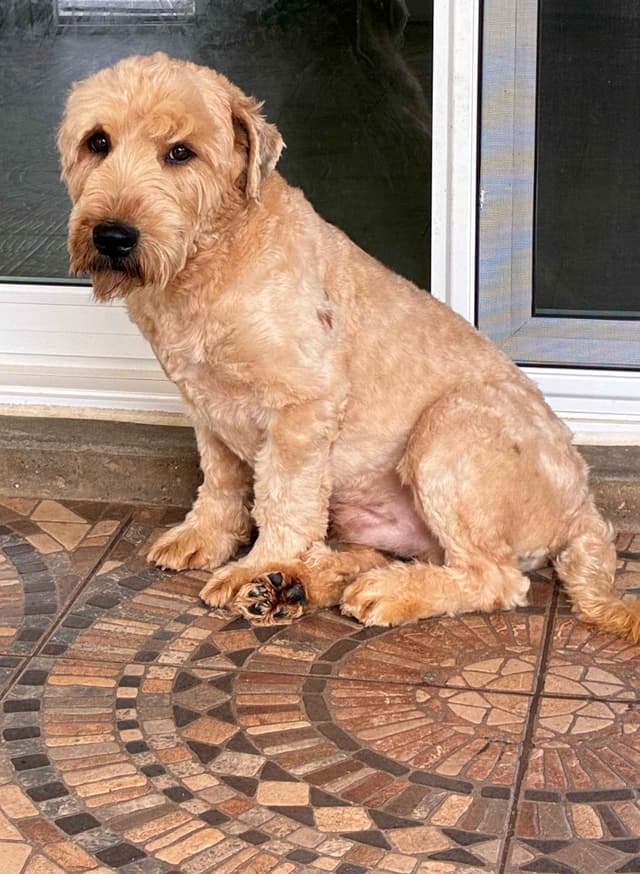 Soft Coated Wheaten Terrier Puppies media 2