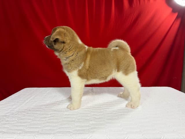 GCHS. Sired Female Akita Puppy media 2