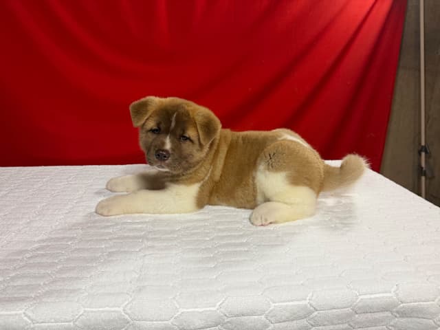 GCHS. Sired Female Akita Puppy media 3