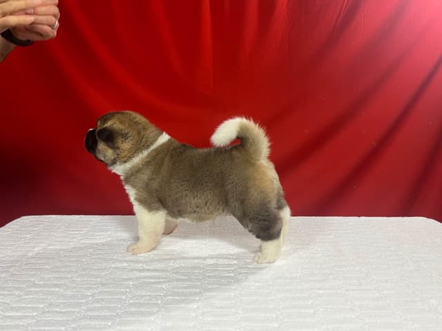 GCHS. Dam, CH. Sire,  Female Puppy media 2