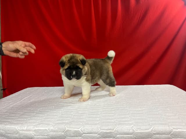 GCHS. Dam, CH. Sire,  Female Puppy media 3