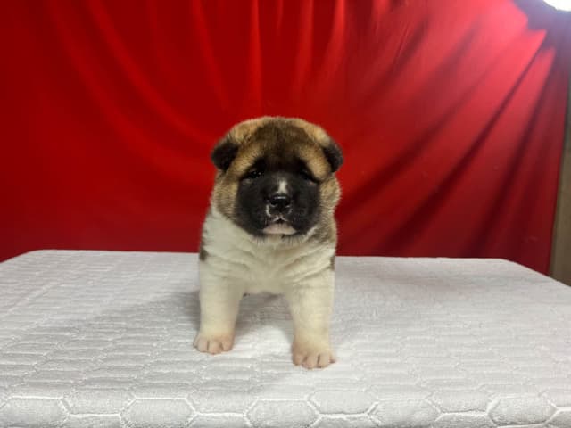 GCHS. Dam, CH. Sire,  Female Puppy media 4
