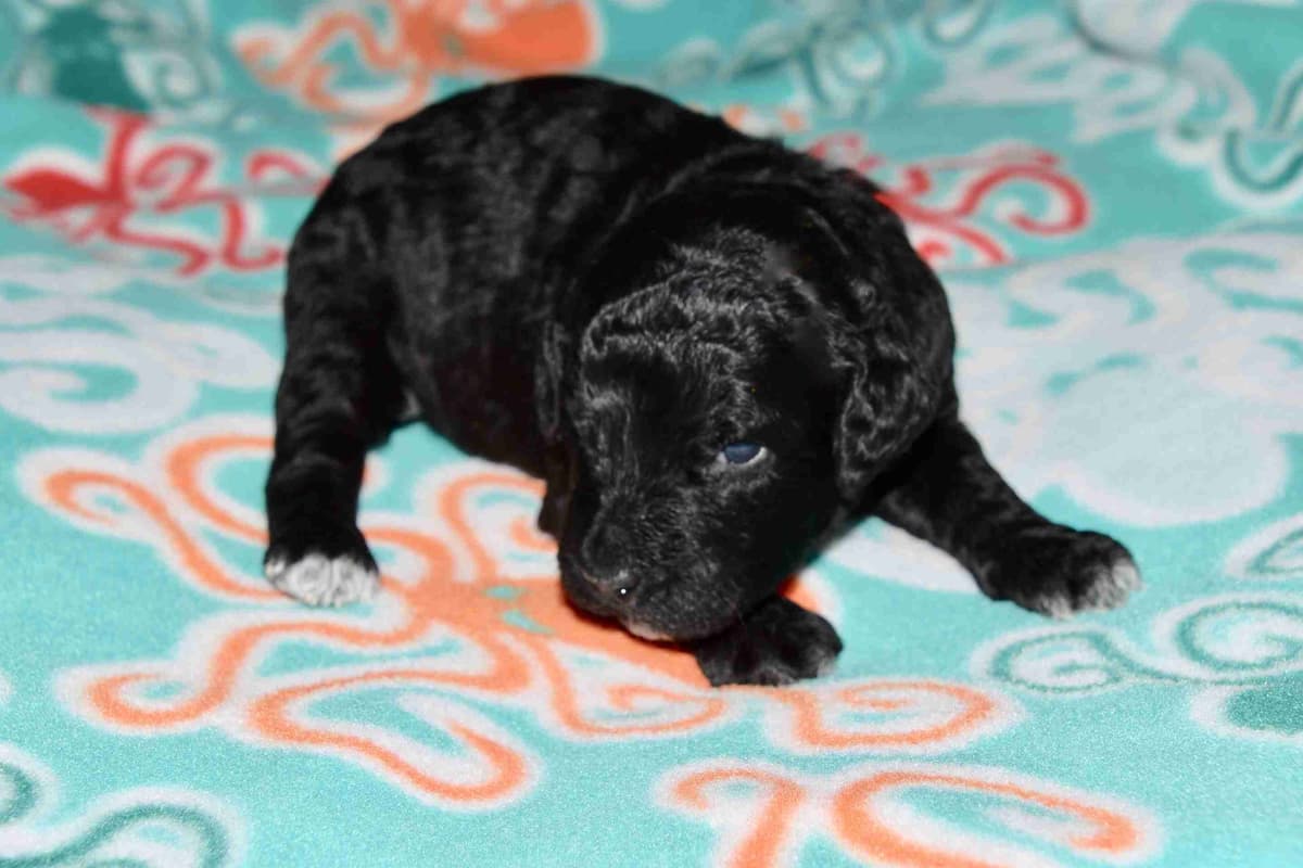 Portuguese Water Dog Puppies breeder image 1
