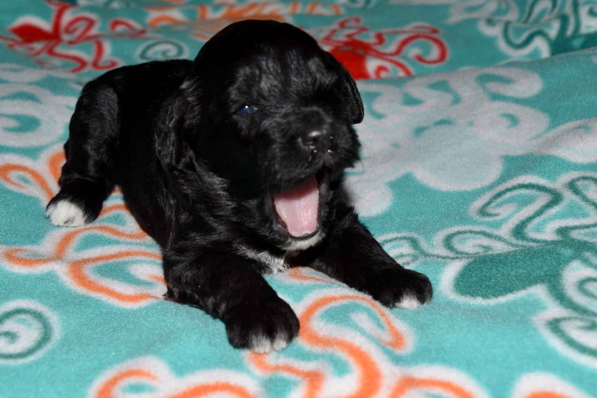 Portuguese Water Dog Puppies breeder image 2