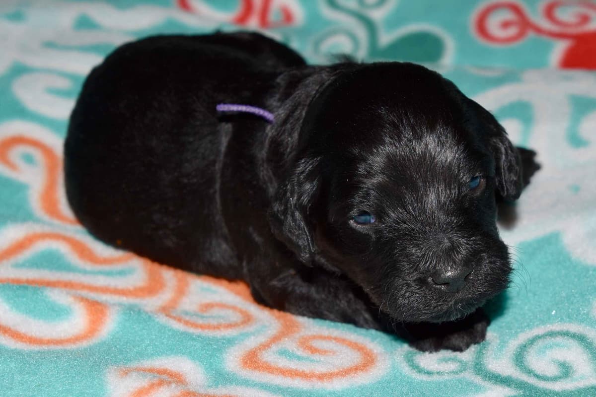 Portuguese Water Dog Puppies breeder image 3