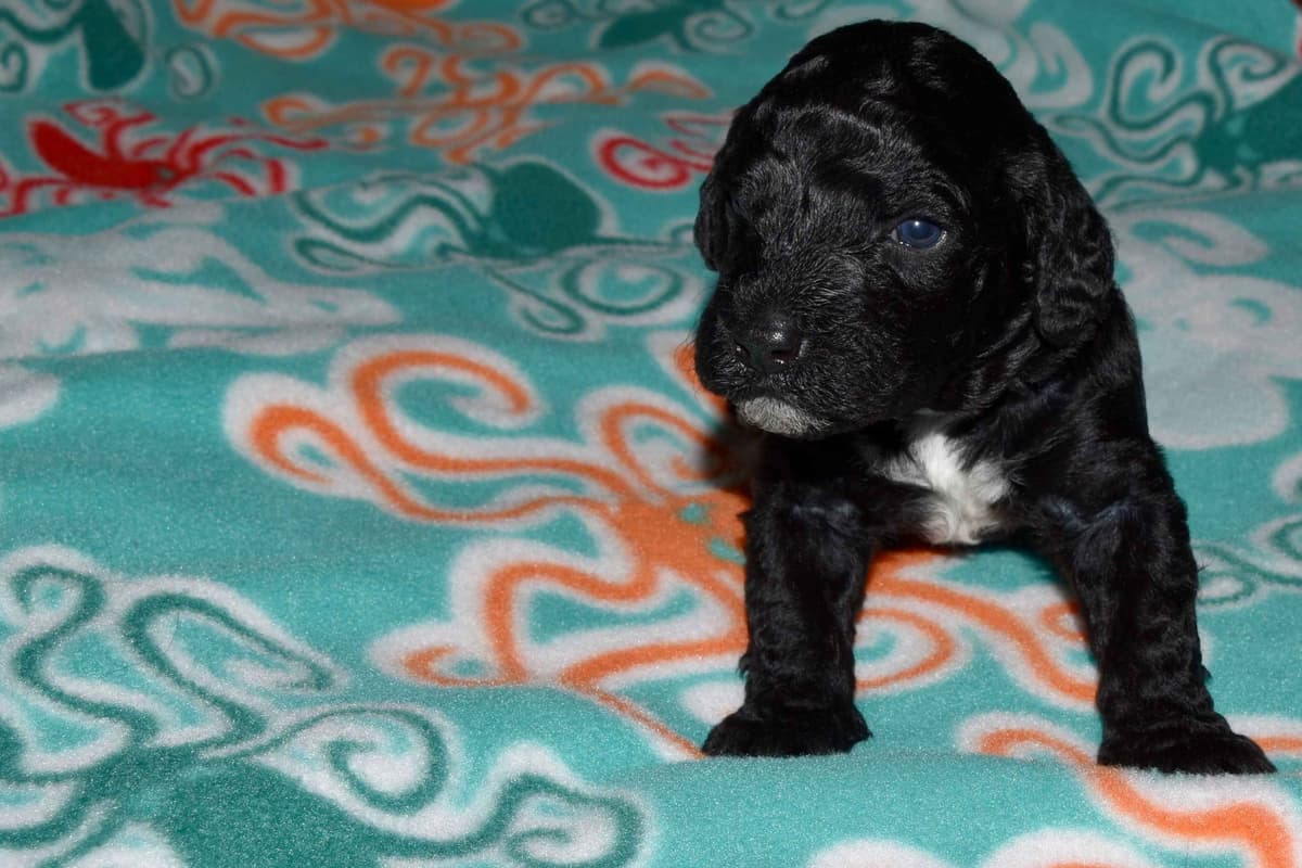 Portuguese Water Dog Puppies breeder image 4