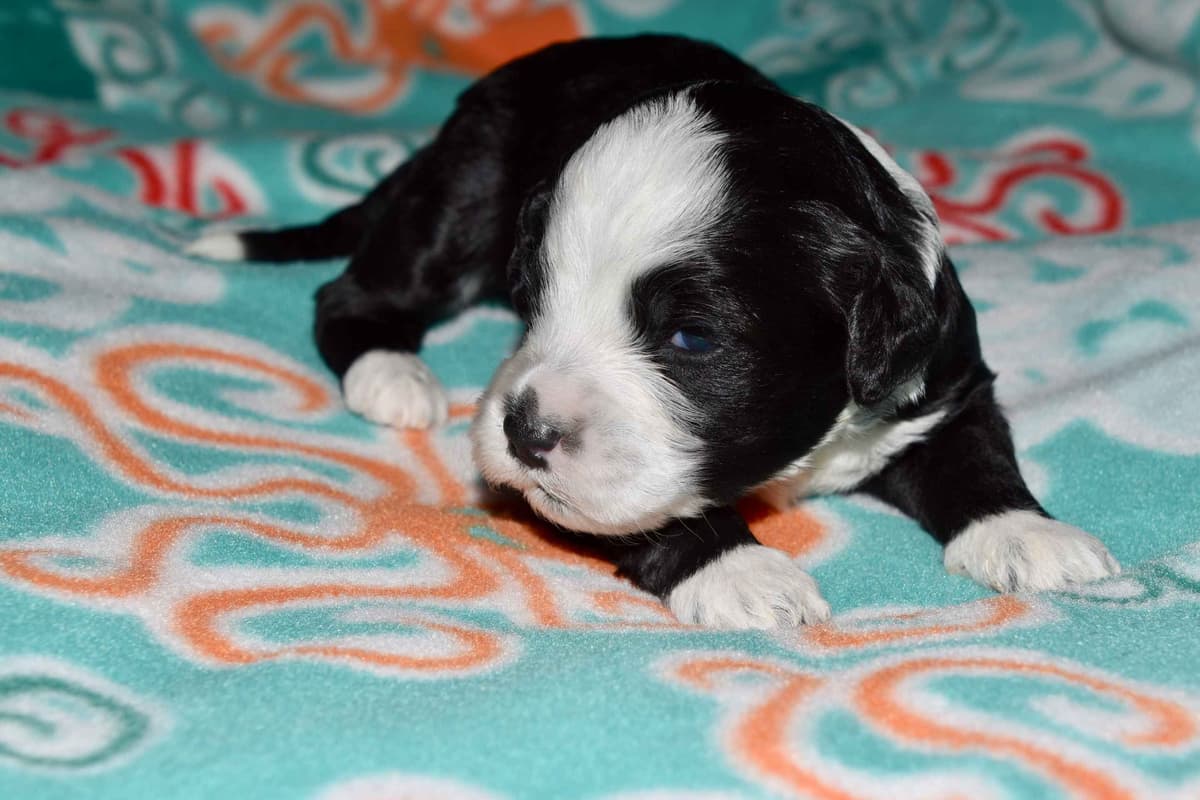 Portuguese Water Dog Puppies breeder image 5