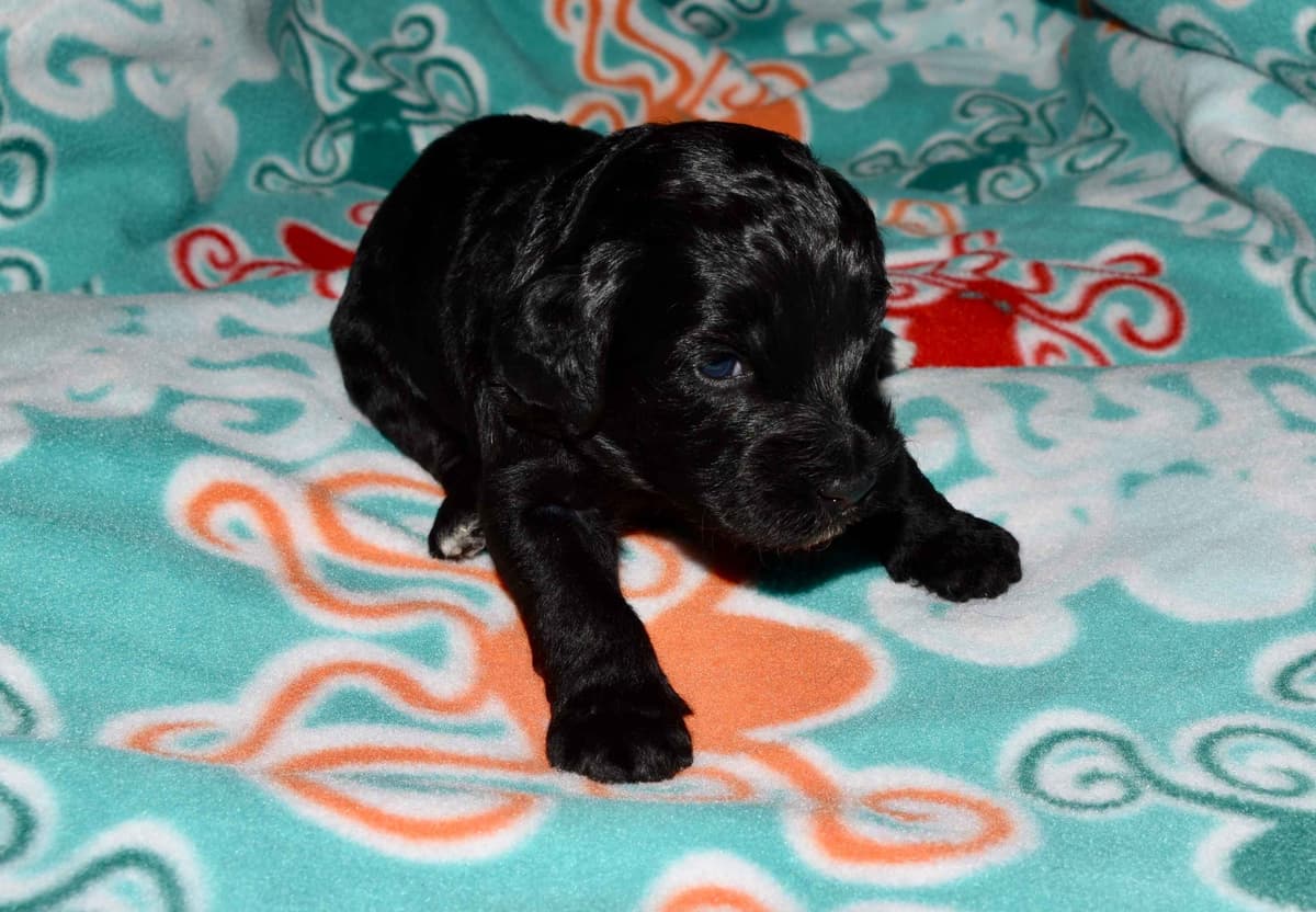 Portuguese Water Dog Puppies breeder image 7
