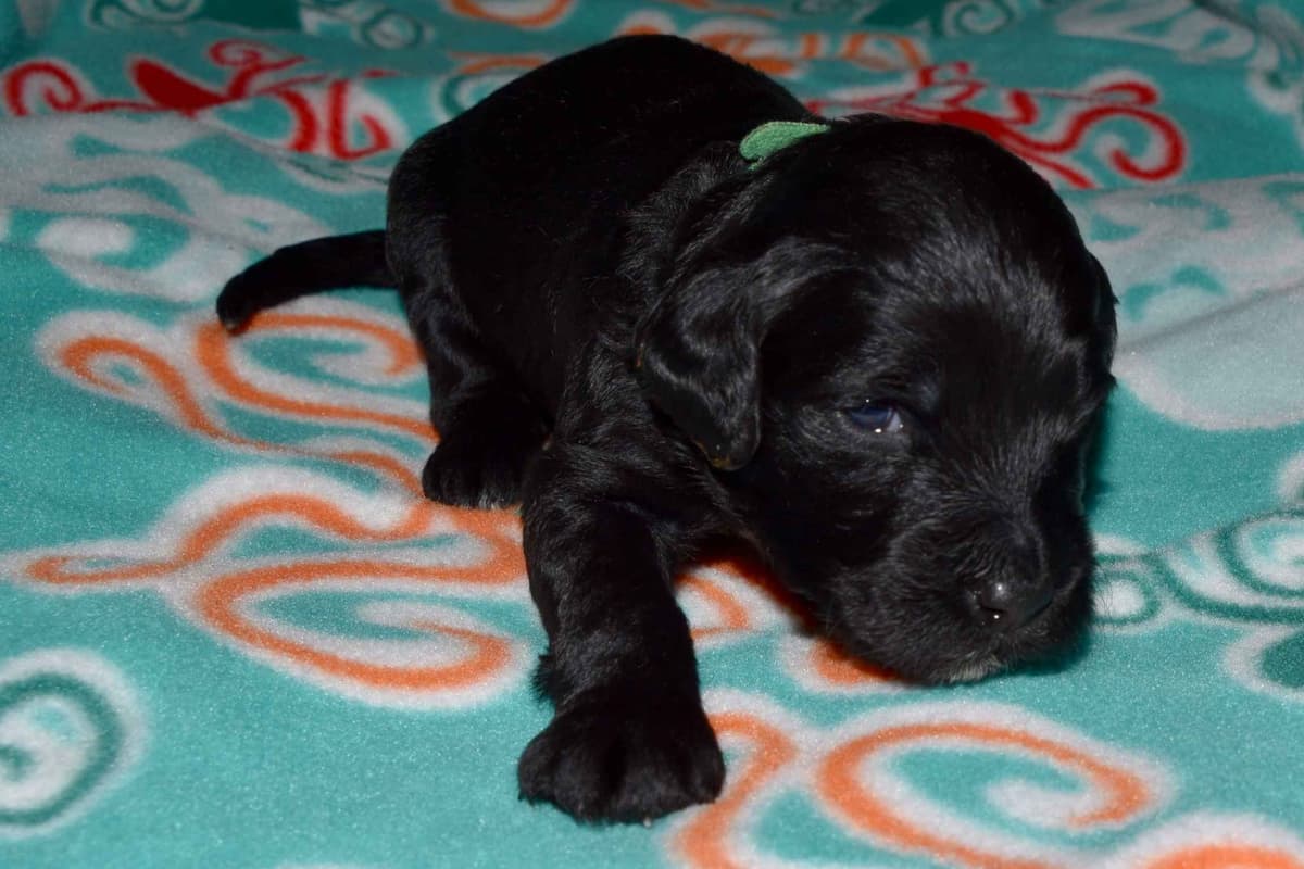 Portuguese Water Dog Puppies breeder image 8