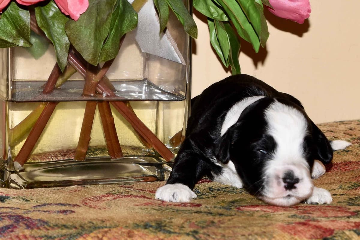 Portuguese Water Dog Puppies breeder image 10