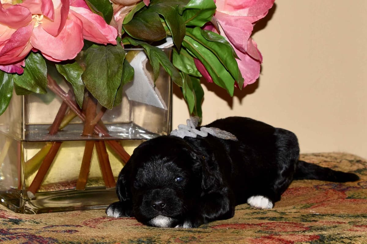Portuguese Water Dog Puppies breeder image 9