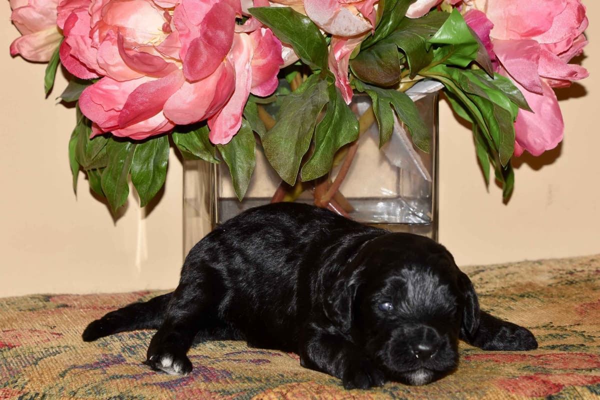 Portuguese Water Dog Puppies breeder image 11
