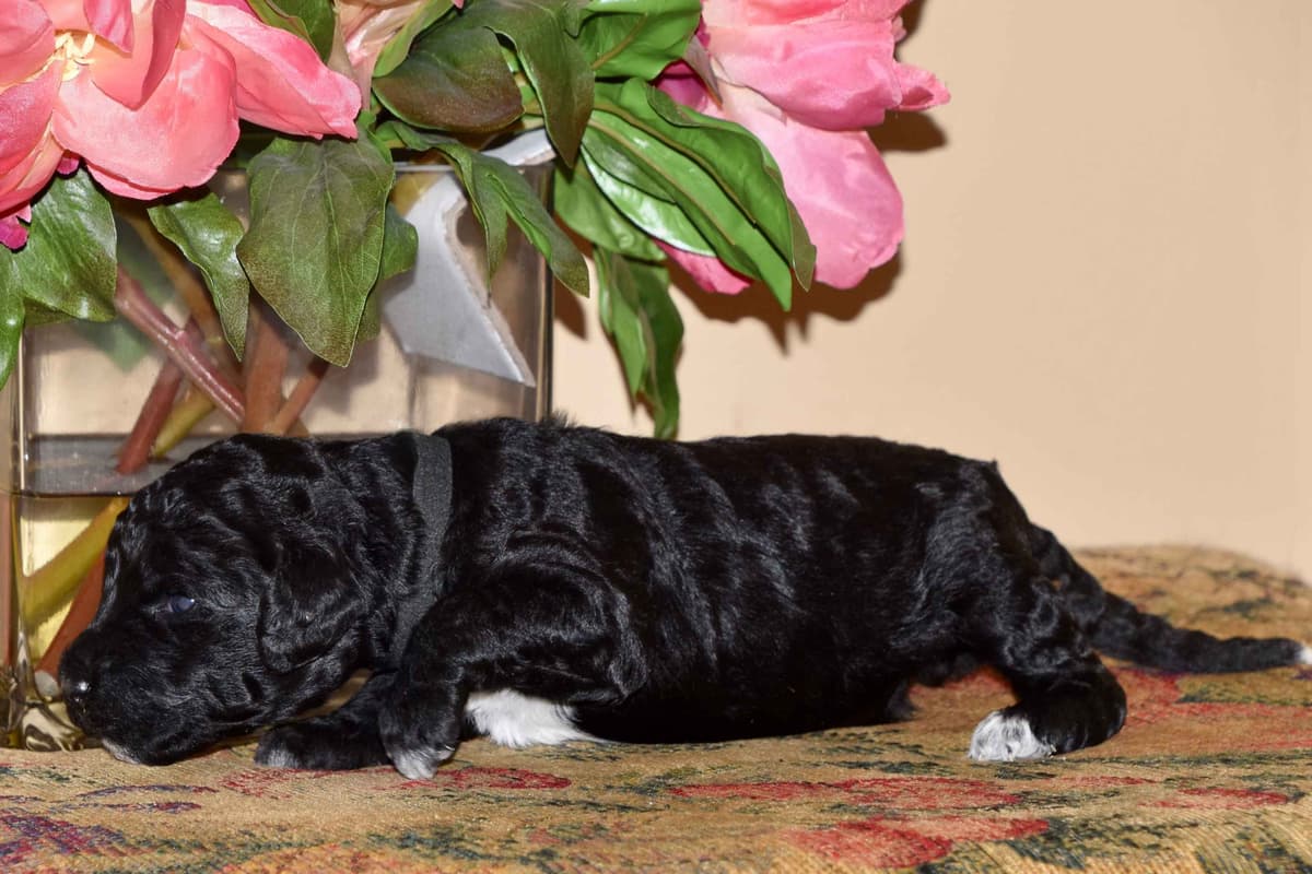 Portuguese Water Dog Puppies breeder image 12