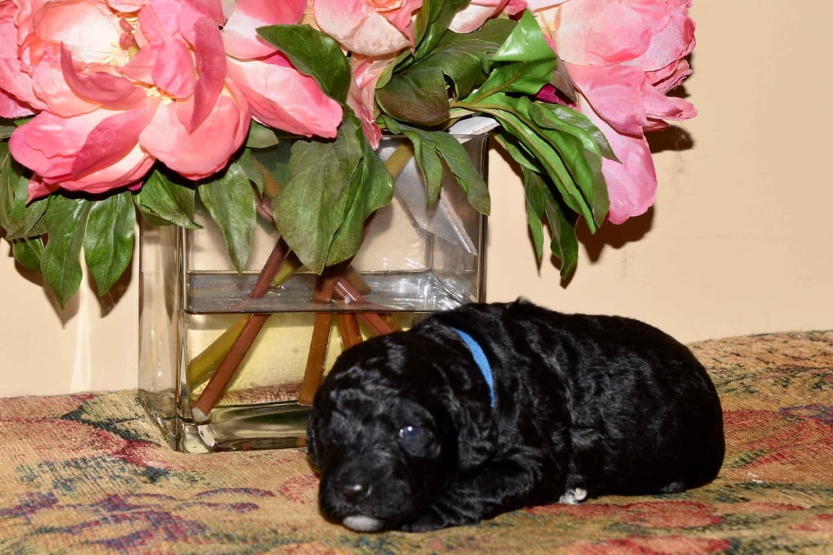 Portuguese Water Dog Puppies breeder image 13