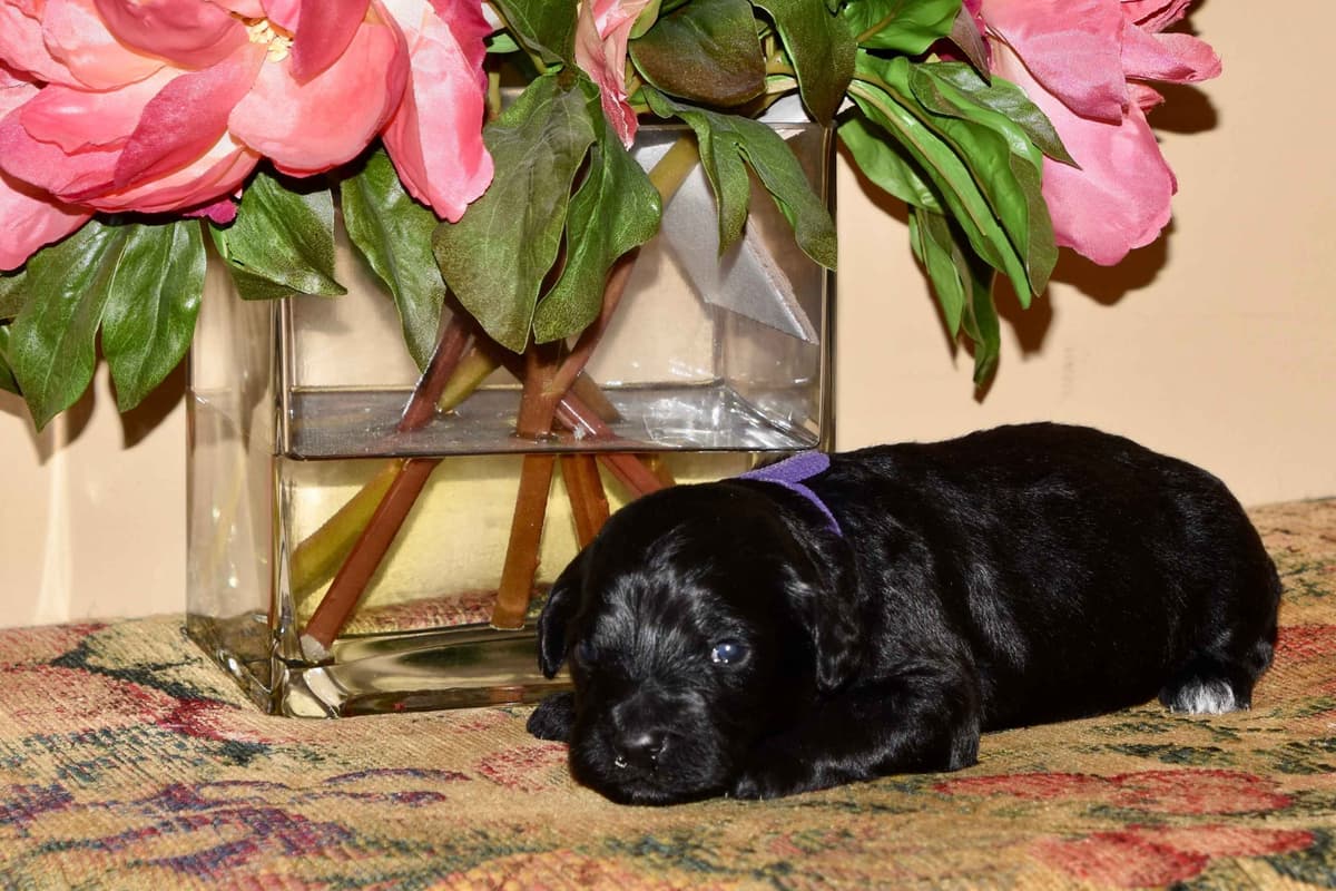 Portuguese Water Dog Puppies breeder image 15