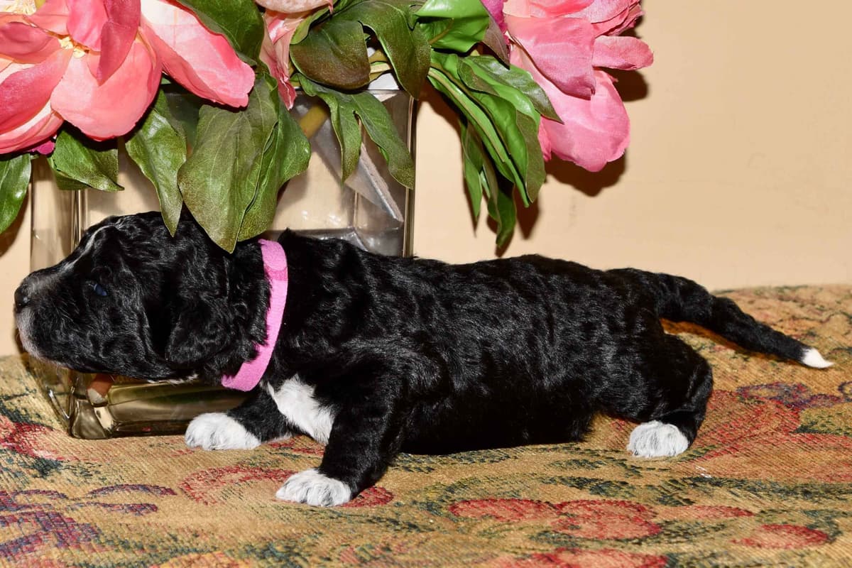 Portuguese Water Dog Puppies breeder image 16