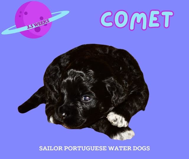 Portuguese Water Dog Puppies media 2