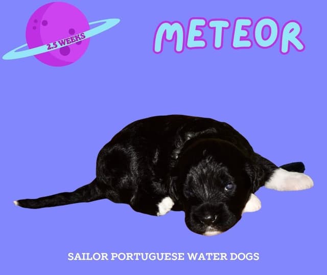 Portuguese Water Dog Puppies media 3