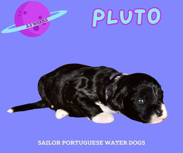 Portuguese Water Dog Puppies media 4