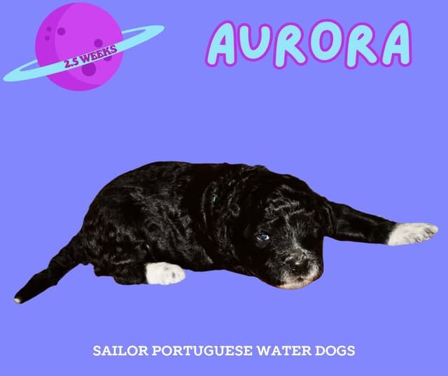 Portuguese Water Dog Puppies media 5