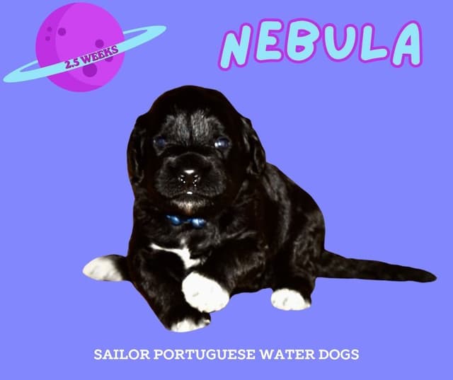 Portuguese Water Dog Puppies media 6