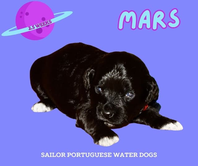 Portuguese Water Dog Puppies media 7