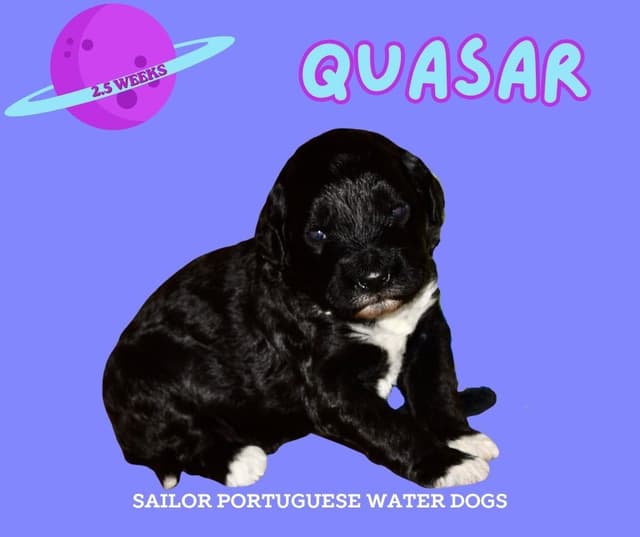 Portuguese Water Dog Puppies media 8