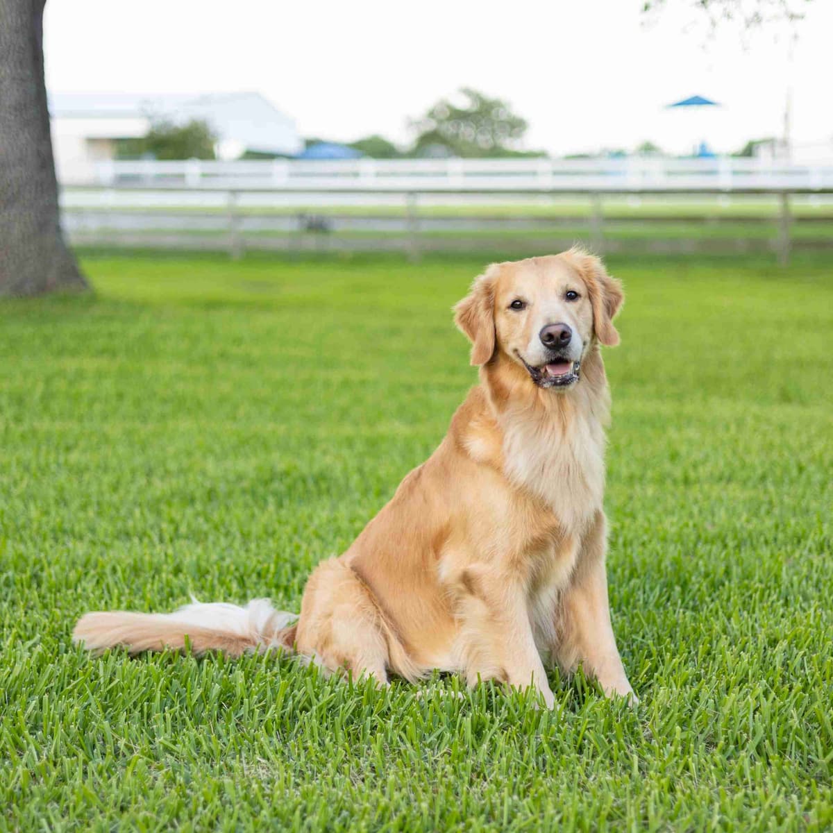 Golden Retriever Puppies breeder image 1