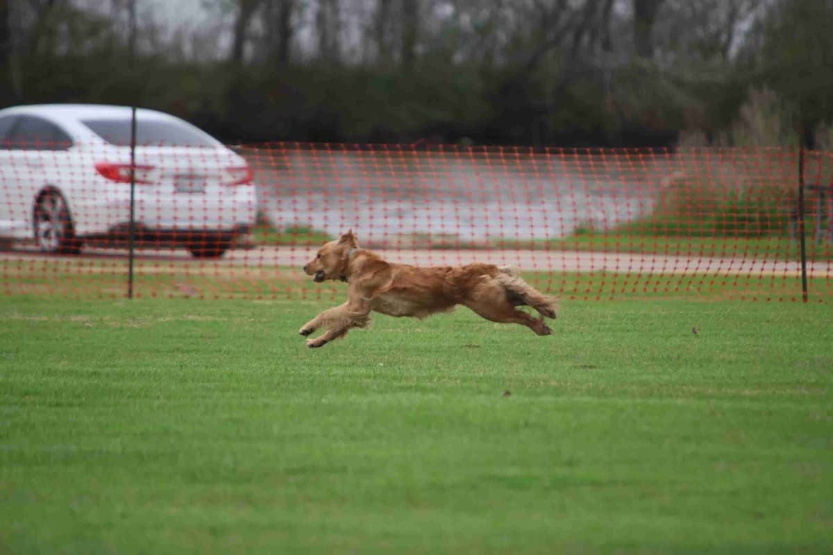 Golden Retriever Puppies breeder image 2