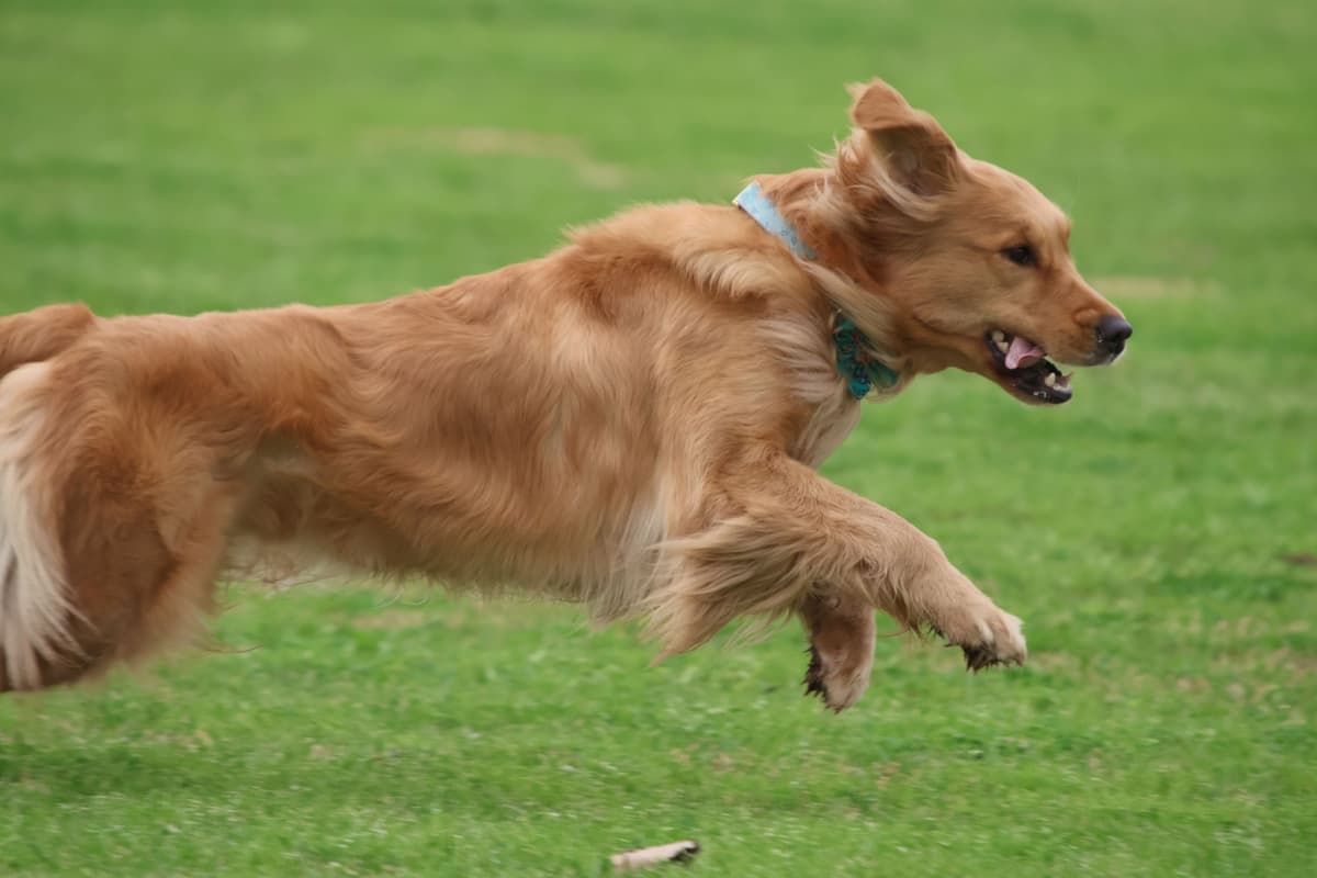 Golden Retriever Puppies breeder image 3