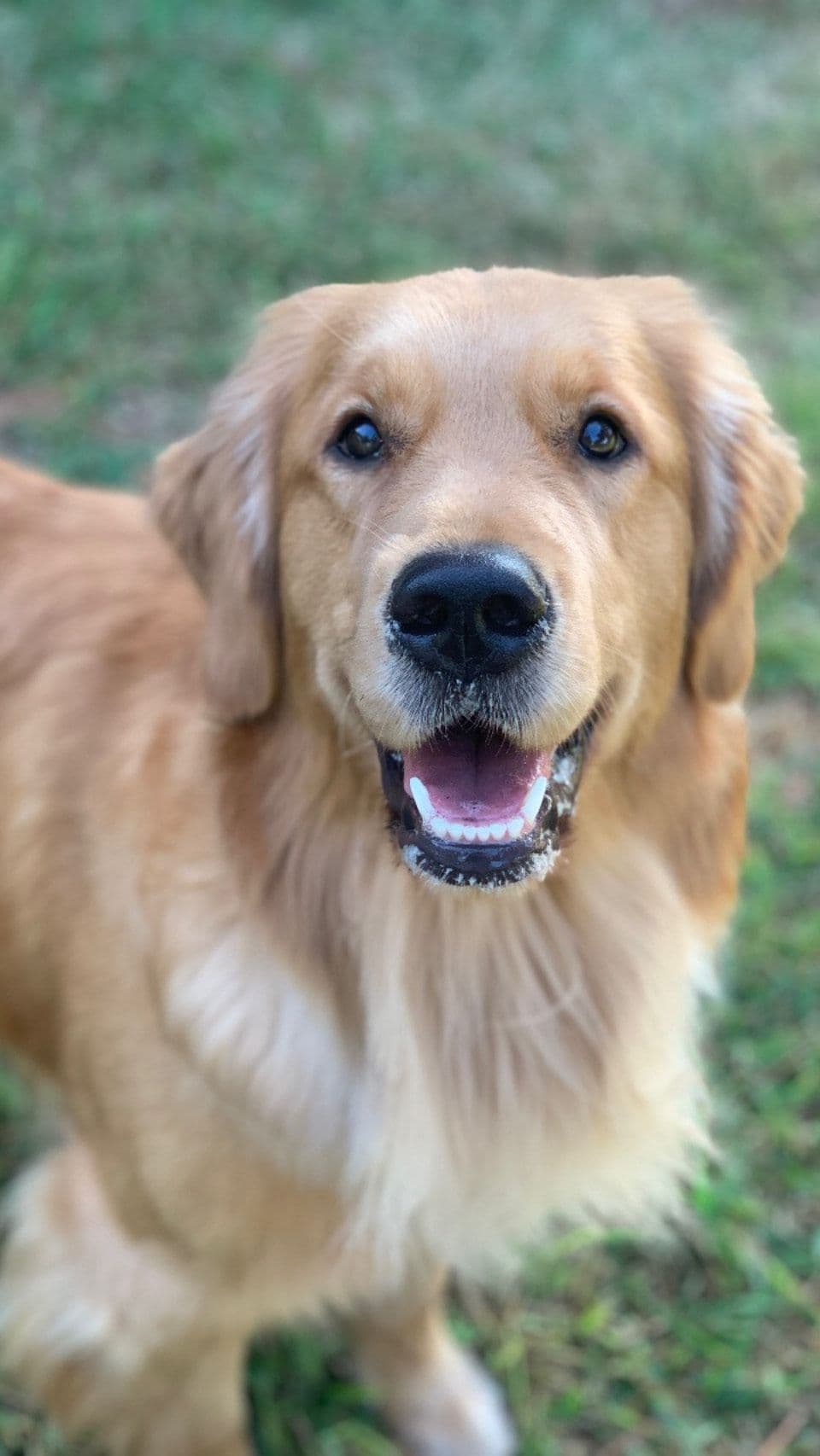 Golden Retriever Puppies breeder image 5
